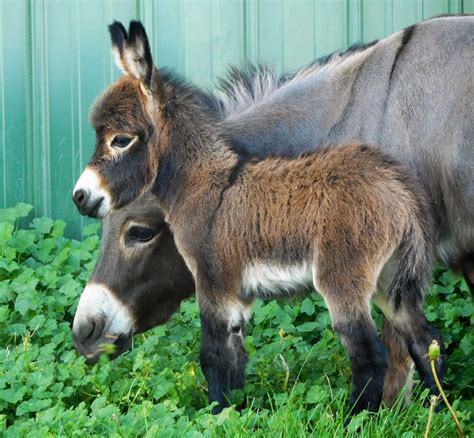 Showing our Miniature Donkeys and Mules